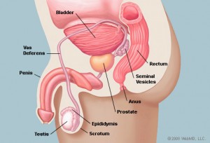 prostategland2